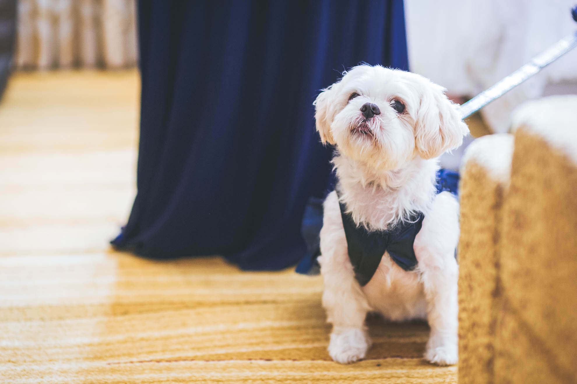 dog wearing dress