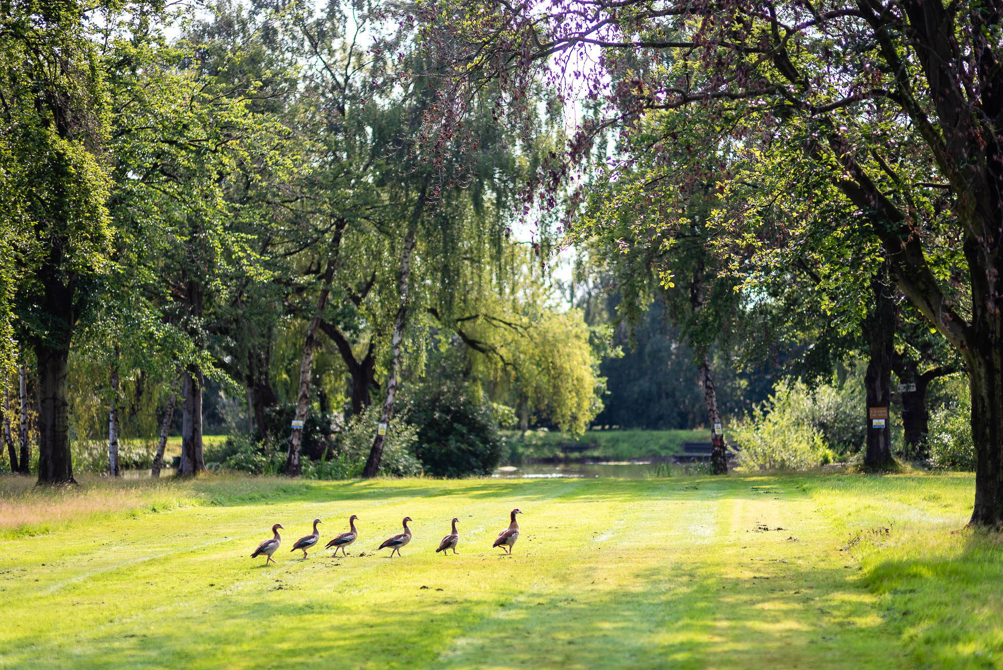Ducks by lake