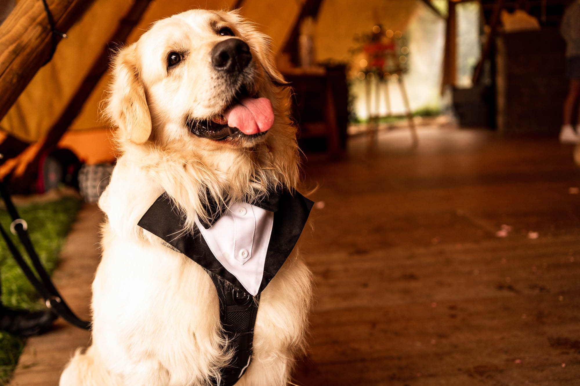 Bride and grooms Golden retriever
