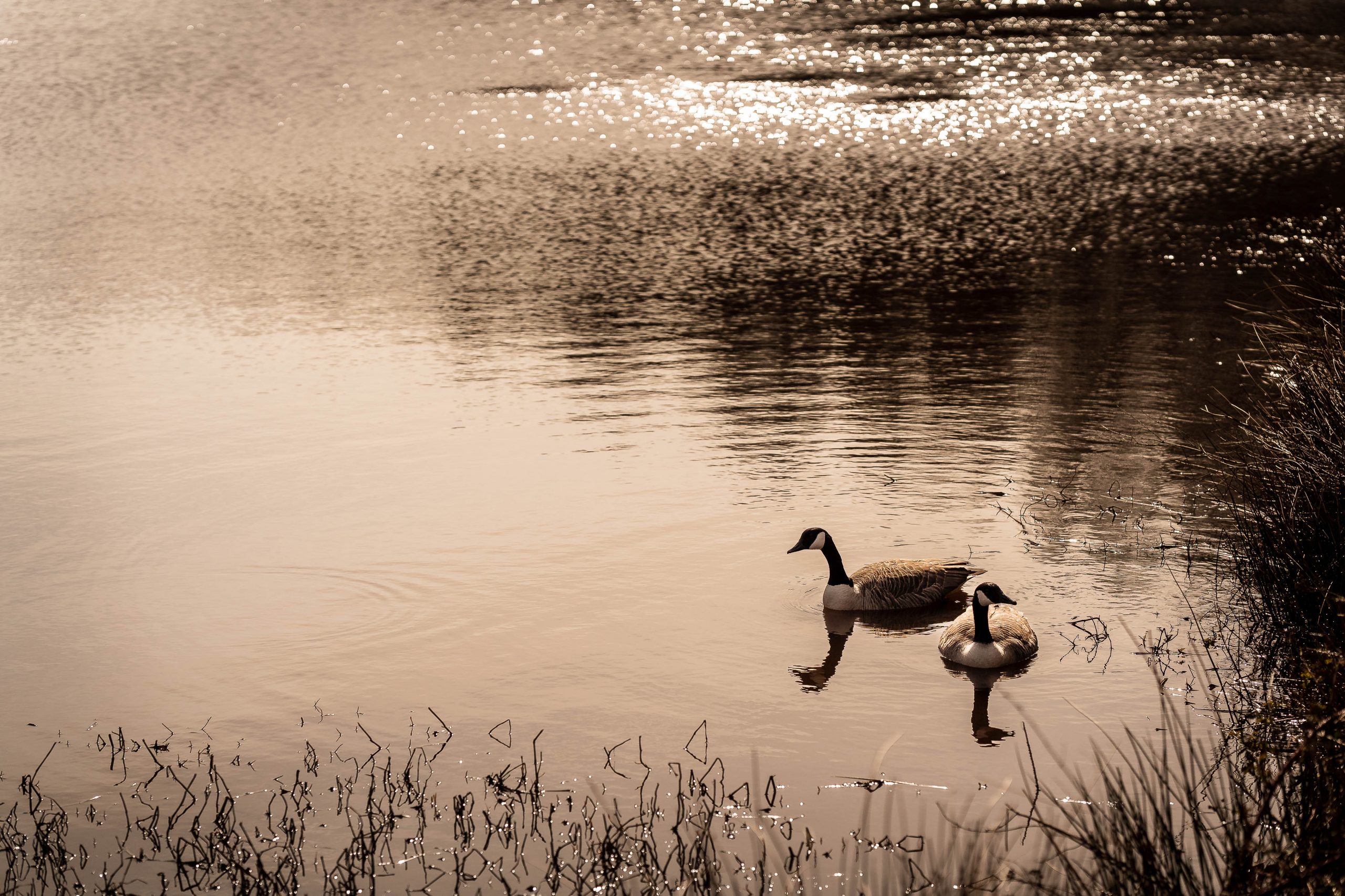 Geese in lake